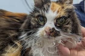 Patra was abandoned in Luton. Picture: RSPCA