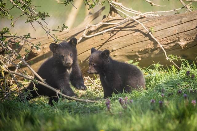 Two of the new babies. Black bears are excellent climbers, so be sure to look up as you drive through the enclosure at Woburn Safari Park… you never know who might be peering down at you from high above! Photo: Woburn Safari Park