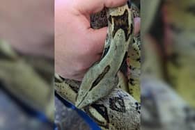 A stray 6ft boa constrictor found under a garden shed