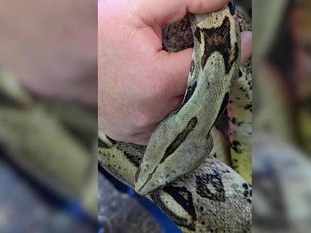 A stray 6ft boa constrictor found under a garden shed