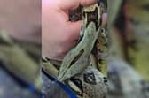 A stray 6ft boa constrictor found under a garden shed