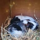 Two guinea pigs RSPCA North homed earlier in the year, who had come from a loving home - Photo RSPCA Bedfordshire North