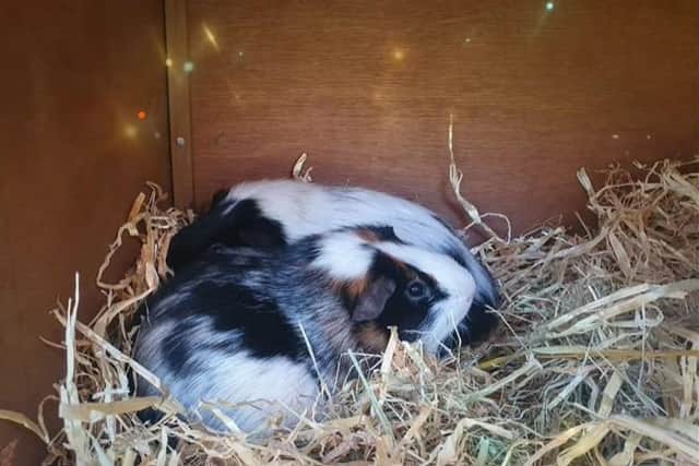 Two guinea pigs RSPCA North homed earlier in the year, who had come from a loving home - Photo RSPCA Bedfordshire North