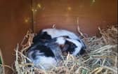Two guinea pigs RSPCA North homed earlier in the year, who had come from a loving home - Photo RSPCA Bedfordshire North