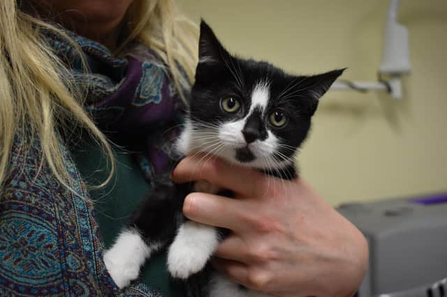Thousands more kittens will be born over the next few months, and many people will be thinking about welcoming one of these fluffy bundles of joy into their family