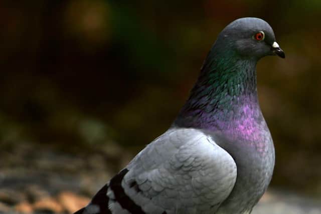 Number of pigeons in the town centre is increasing, councillors heard (Photo by Spencer Platt/Getty Images)