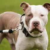 XL bully dog called Riz. Picture: Jacob King/PA