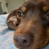 Twiglet the dog