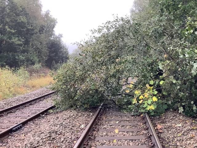 Fallen tree on tracks. Picture: Network Rail