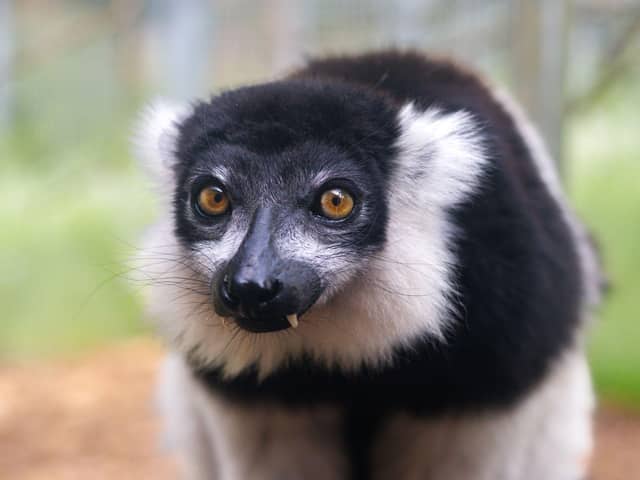 Ghost the black-and-white ruffled lemur