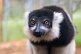 Ghost the black-and-white ruffled lemur