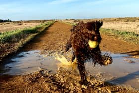 Shelina Duke is giving this advice to cockapoo owners - Animal News Agency