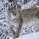Eurasian lynx in the snow at Whipsnade