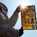 Beekeeper and Chairman of The London Beekeepers Association John Chapple installs a new bee hive on an urban rooftop garden in Islington. He has told ther bees about their new master (photo: Getty Images)