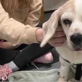 A fundraiser as been set up to help pay for life-saving surgery for pet Beagle Rosie