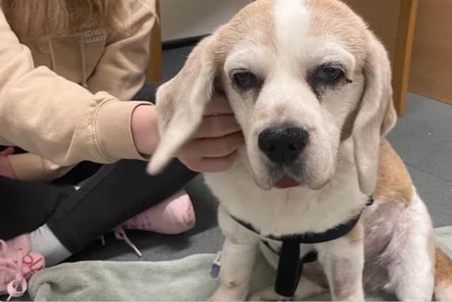 A fundraiser as been set up to help pay for life-saving surgery for pet Beagle Rosie