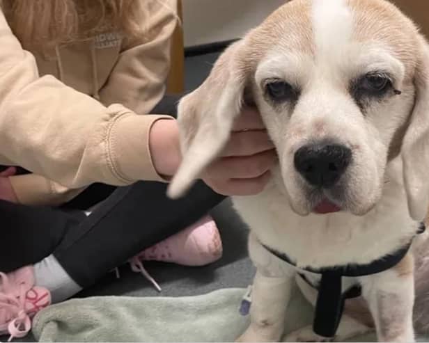 A fundraiser as been set up to help pay for life-saving surgery for pet Beagle Rosie