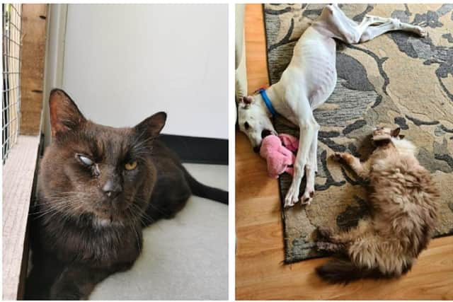 A lucky canine and felines that Luna Animal rescue has helped to rehome. Image: Luna Animal Rescue.
