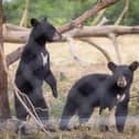 The bear cub siblings