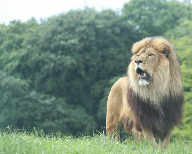 Khari, the magnificent African lion (c) ZSL