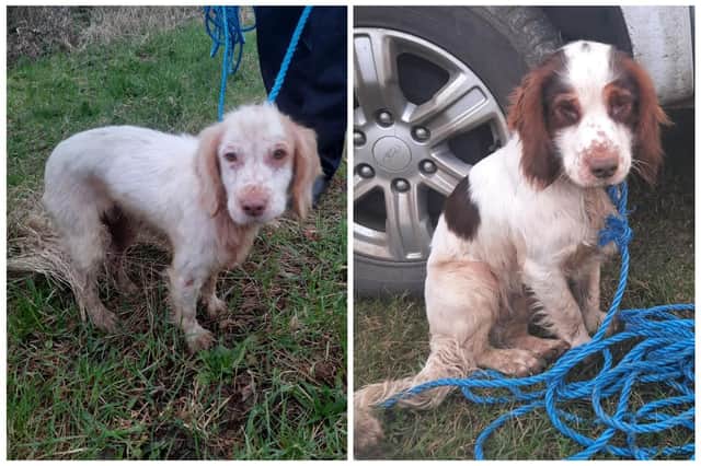 The two pups were found in the Hatch area. Pictures: Biggleswade Community Policing Team