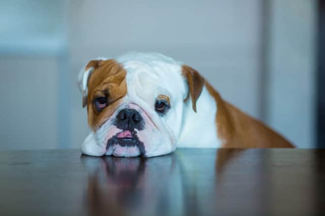 Many pets throughout the UK have recently had more company than usual from their owners, with people swapping heading out to the office to working from home (Photo: Shutterstock)