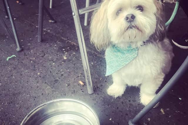Belfast Soul Food Cafe welcomes your pooch (photo: Tails.com)