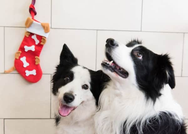 The Santa Paws appeal provides dinners for pets in rescue centres