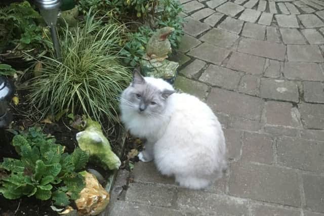 Penny's other cat, Dollop, enjoys relaxing in the garden - the roads are far too dangerous!