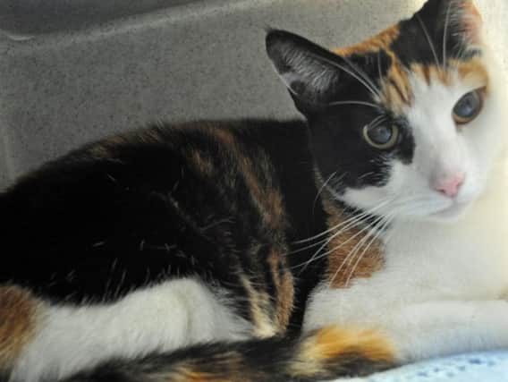Shell the cat needs a new home