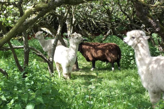 A farm open day was held at Stratton Upper School in Biggleswade. PNL-151205-141114001