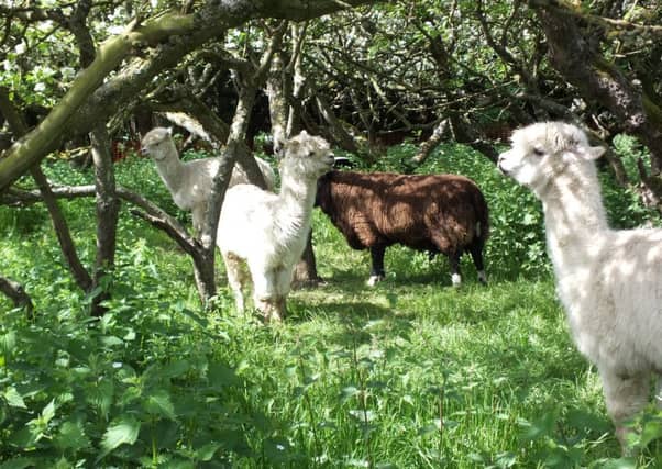 A farm open day was held at Stratton Upper School in Biggleswade. PNL-151205-141114001