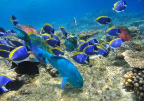 Parrotfish and powder blue surgeonfish are a common sight on the reefs around the Maldives. Picture: PA Photo/Baros Maldives.