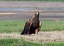 Norman the missing golden eagle. PNL-150121-155139001