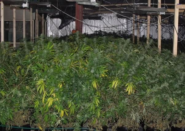 Inside the cannabis factory in Sandy