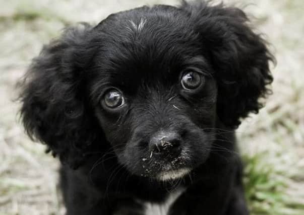 A dog's for life, not just for Christmas