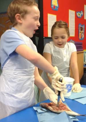 St Swithun's Lower School pupils mummify fish.