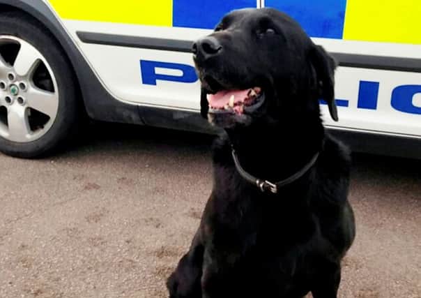 A police dog's career has been saved after his bosses agreed to pay more than Â£3,000 for a cataract operation.