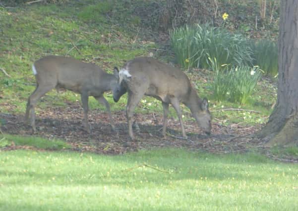 Roe deer in the garden