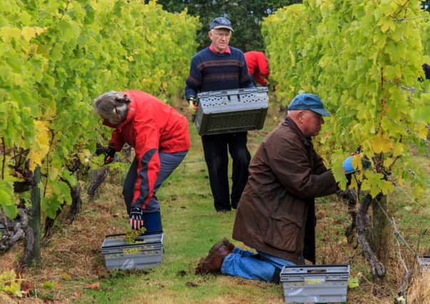 Volunteers picking grapes at Warden Abbey Vineyard community project