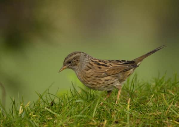 Dunnock. Picture: Ray Kennedy rspb-images.com