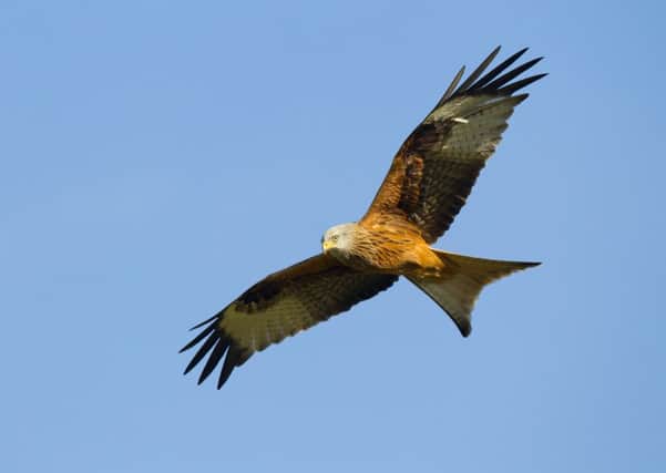 Red kite Milvus milvus, in flight, UK, March