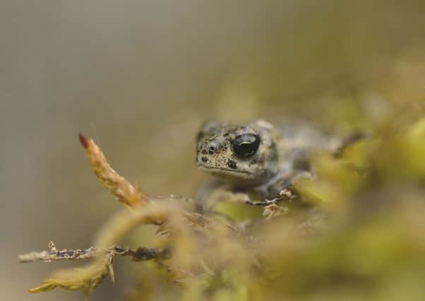 Natterjack toadlet Epidalea calamita, The Lodge RSPB Reserve, Bedfordshire, July
